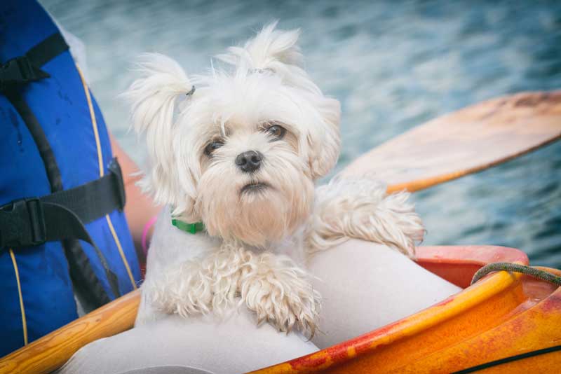 How to Kayak With Dog